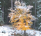 Framed view of winter treeline from studio