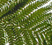 Photovotaic cells creating fern like cover